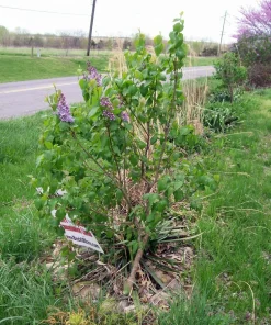 Old Fashion Purple Lilac Bush Live Bare Root Plant 6-12 Inches Outdoor - Image 7