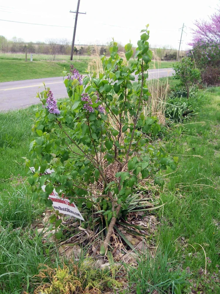 Old Fashion Purple Lilac Bush Live Bare Root Plant 6-12 Inches Outdoor - Image 7