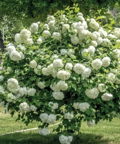 Old Fashion Snowball Viburnum Live Plant, Snowball Bush, White Flowers, Deciduous Shrub, 6-12