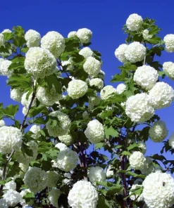 Old Fashion Snowball Viburnum Live Plant, Snowball Bush, White Flowers, Deciduous Shrub, 6-12