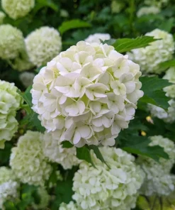 Old Fashion Snowball Viburnum Live Plant, Snowball Bush, White Flowers, Deciduous Shrub, 6-12