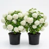 Old Fashion Snowball Viburnum Live Plant, Snowball Bush, White Flowers, Deciduous Shrub, 6-12" Tall, 4" Pot - Image 1