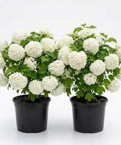 Old Fashion Snowball Viburnum Live Plant, Snowball Bush, White Flowers, Deciduous Shrub, 6-12" Tall, 4" Pot - Image 1