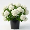 Old Fashion Snowball Viburnum Live Plant, White Flower Bush, 6-12" Tall, 4" Pot, Outdoor Shrub - Image 1