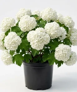 Old Fashion Snowball Viburnum Live Plant, White Flower Bush, 6-12" Tall, 4" Pot, Outdoor Shrub - Image 1