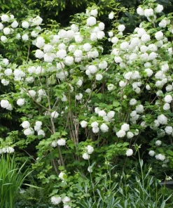 Old Fashion Snowball Viburnum Live Plant, White Flower Bush, 6-12