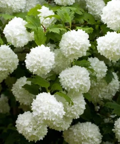 Old Fashion Snowball Viburnum Live Plant, White Flower Bush, 6-12