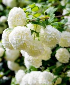 Old Fashion Snowball Viburnum Live Plant, White Flower Bush, 6-12