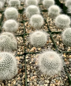 Old Lady Cactus Live Plant – Mammillaria Hahniana – 3.5" Pot – Indoor Succulent - Image 2