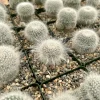 Old Lady Cactus Live Plant – Mammillaria Hahniana – 3.5" Pot – Indoor Succulent - Image 1