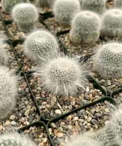 Old Lady Cactus Live Plant – Mammillaria Hahniana – 3.5" Pot – Indoor Succulent - Image 1