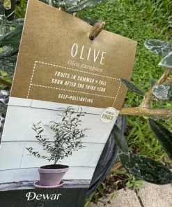 Olive Tree Live Plant - Mediterranean Olive Tree for Indoor/Outdoor - Image 2