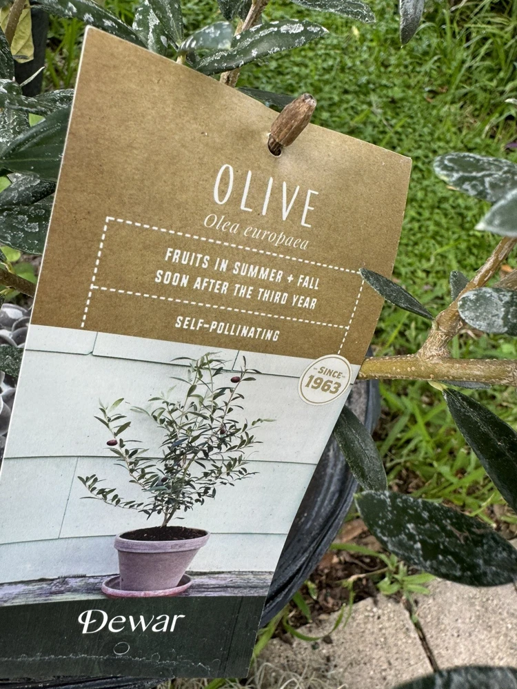 Olive Tree Live Plant - Mediterranean Olive Tree for Indoor/Outdoor - Image 2