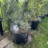 Olive Tree Live Plant - Mediterranean Olive Tree for Indoor/Outdoor - Image 1