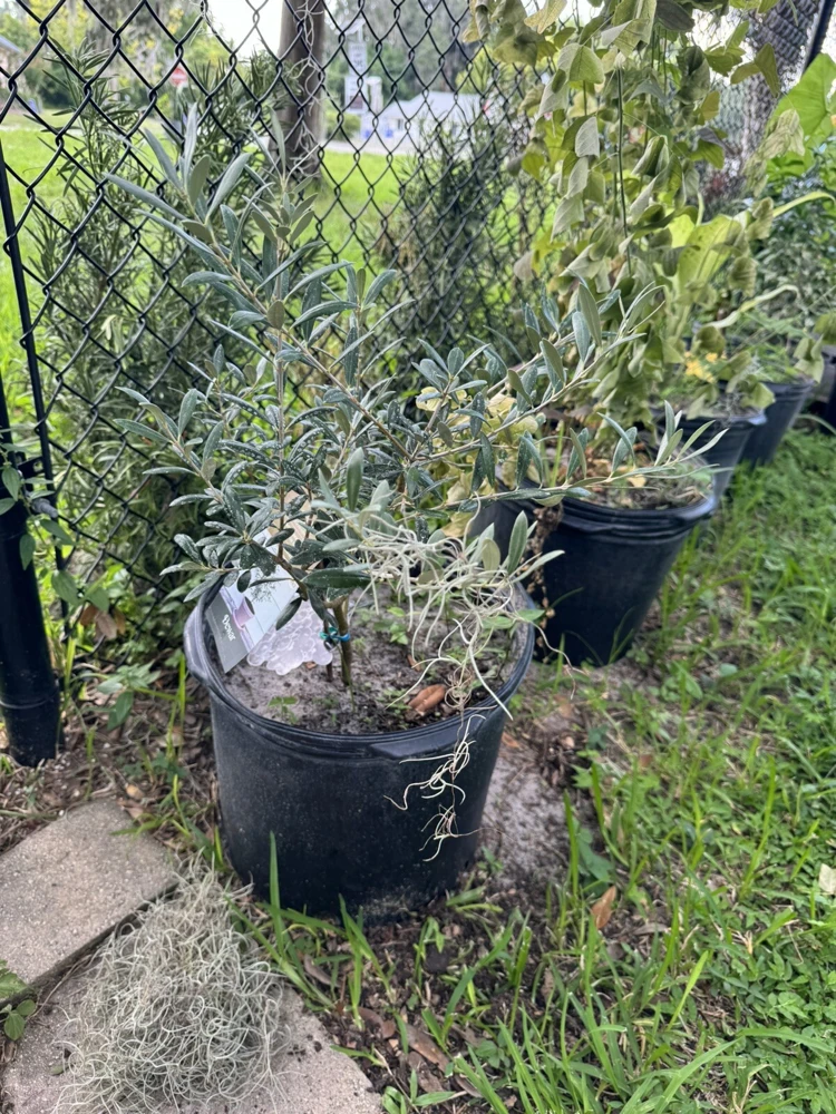 Olive Tree Live Plant - Mediterranean Olive Tree for Indoor/Outdoor - Image 1