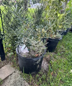 Olive Tree Live Plant - Olea europaea Evergreen Fruit Tree in Pot - Image 1