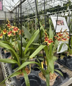 Oncidopsis Orchid Live Plant - Exotic Blooming Potted Houseplant - Image 2