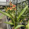 Oncidopsis Orchid Live Plant - Exotic Blooming Potted Houseplant - Image 1