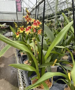 Oncidopsis Orchid Live Plant - Exotic Blooming Potted Houseplant - Image 1