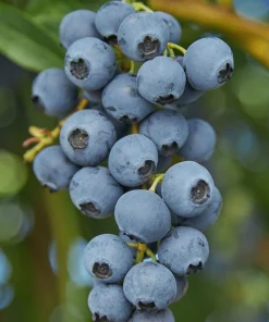 O'Neil Blueberry Bush - Southern Highbush Live Plant - 4-6 ft Mature Size - Image 2