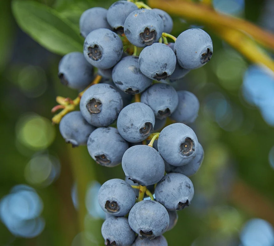 O'Neil Blueberry Bush - Southern Highbush Live Plant - 4-6 ft Mature Size - Image 2