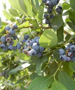 O'Neil Blueberry Bush - Southern Highbush Live Plant - 4-6 ft Mature Size - Image 3