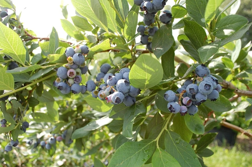 O'Neil Blueberry Bush - Southern Highbush Live Plant - 4-6 ft Mature Size - Image 3