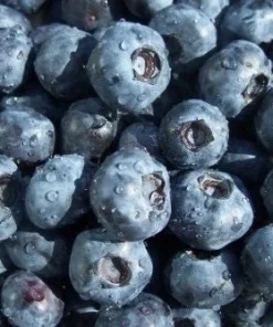 O'Neil Blueberry Bush - Southern Highbush Live Plant - 4-6 ft Mature Size - Image 4