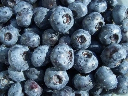 O'Neil Blueberry Bush - Southern Highbush Live Plant - 4-6 ft Mature Size - Image 4