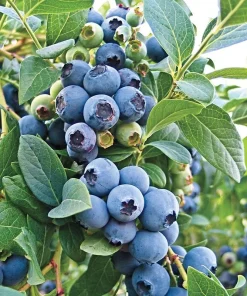 O'Neil Blueberry Bush - Southern Highbush Live Plant - 4-6 ft Mature Size - Image 5