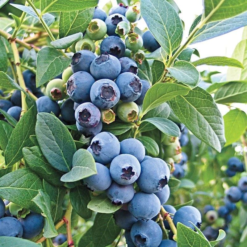 O'Neil Blueberry Bush - Southern Highbush Live Plant - 4-6 ft Mature Size - Image 5