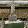 Opuntia Santa Rita Prickly Pear Purple Cactus Live Plant 4" Pot - Image 1