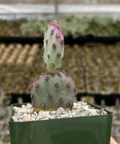Opuntia Santa Rita Prickly Pear Purple Cactus Live Plant 4