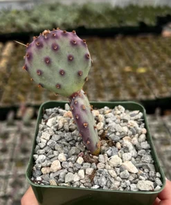 Opuntia Santa Rita Prickly Pear Purple Cactus Live Plant 4