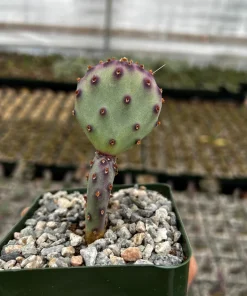 Opuntia Santa Rita Prickly Pear Purple Cactus Live Plant 4