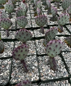 Opuntia Santa Rita Prickly Pear Purple Cactus Live Plant 4