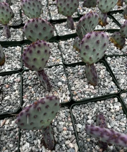 Opuntia Santa Rita Prickly Pear Purple Cactus Live Plant 4