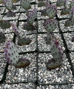 Opuntia Santa Rita Prickly Pear Purple Cactus Live Plant 4