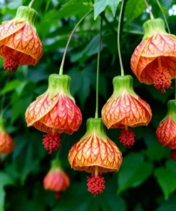 Orange Abutilon Live Plant – Lantern Trailing Flower Vine – 4-6 Inch Tall - Image 3