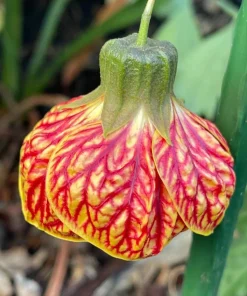 Orange Abutilon Live Plant – Lantern Trailing Flower Vine – 4-6 Inch Tall - Image 4