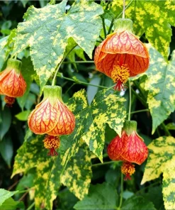 Orange Abutilon Live Plant – Lantern Trailing Flower Vine – 4-6 Inch Tall - Image 8