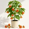 Orange Abutilon Live Plant – Lantern Trailing Flower Vine – 4-6 Inch Tall - Image 1