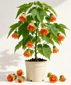 Orange Abutilon Live Plant – Lantern Trailing Flower Vine – 4-6 Inch Tall - Image 1