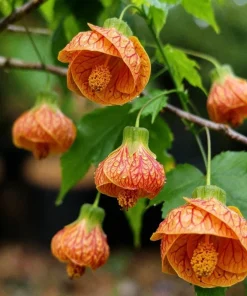 Orange Abutilon Live Plant – Trailing Lantern Flower Vine – 2 Pack – 4-6 Inch Tall - Image 5