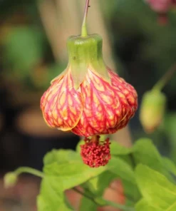 Orange Abutilon Live Plant – Trailing Lantern Flower Vine – 2 Pack – 4-6 Inch Tall - Image 6