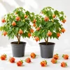 Orange Abutilon Live Plant – Trailing Lantern Flower Vine – 2 Pack – 4-6 Inch Tall - Image 1