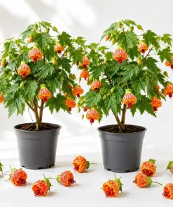 Orange Abutilon Live Plant – Trailing Lantern Flower Vine – 2 Pack – 4-6 Inch Tall - Image 1