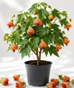 Orange Abutilon Live Plant - Trailing Lantern Flower Vine, 4-6 Inch Tall - Image 1
