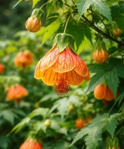 Orange Abutilon Live Plant - Trailing Lantern Flower Vine, 4-6 Inch Tall - Image 8
