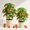 Orange Abutilon Live Plants - Set of 2 Trailing Lantern Vines, 4-6 Inch Tall - Image 1